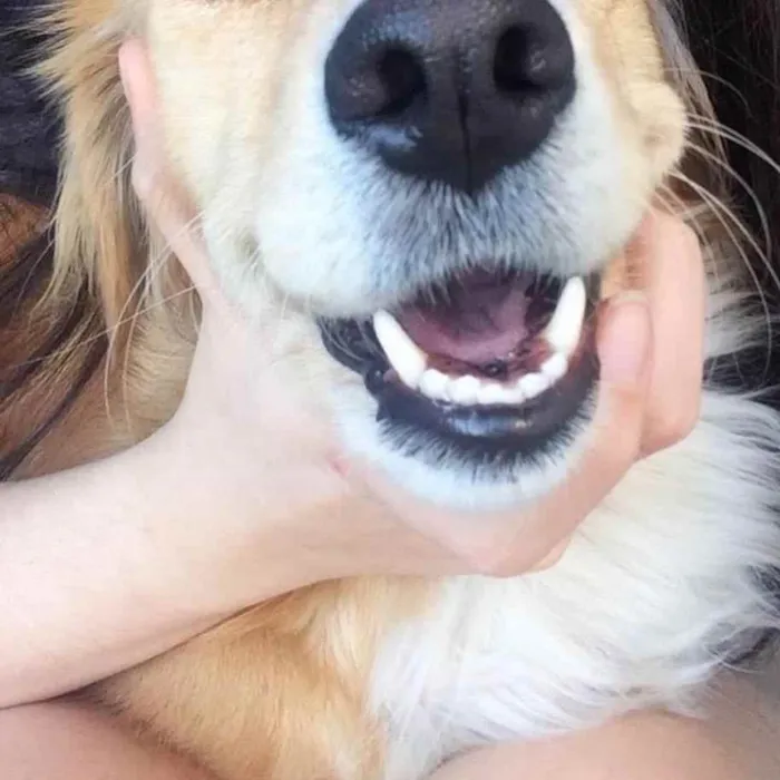 Cachorro ra a SDR idade 6 ou mais anos nome Suly