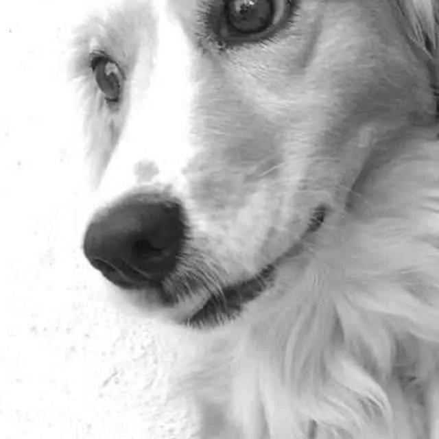 Cachorro ra a SDR idade 6 ou mais anos nome Suly