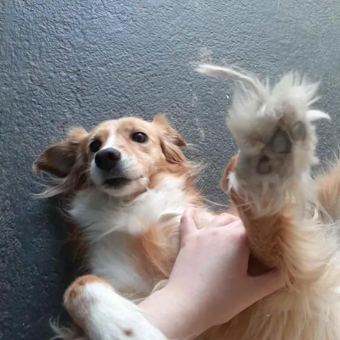 Cachorro ra a SDR idade 6 ou mais anos nome Suly