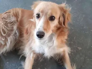 Cachorro raça SDR idade 6 ou mais anos nome Suly