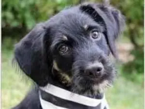 Cachorro raça SRD  idade 2 a 6 meses nome Zack 