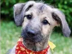 Cachorro raça SRD  idade 2 a 6 meses nome Cody 