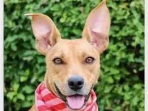 Cachorro raça SRD  idade 2 anos nome Olivia 