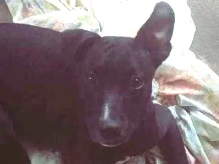 Cachorro raça Pitbull  idade 2 a 6 meses nome Jade 