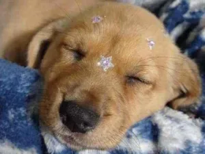Cachorro raça Lhasa + poodle idade Abaixo de 2 meses nome Ainda sem nome