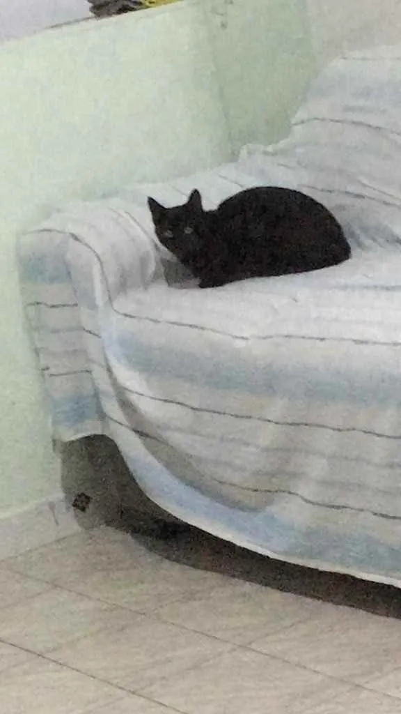 Gato ra a SRD idade 7 a 11 meses nome Sem nome 