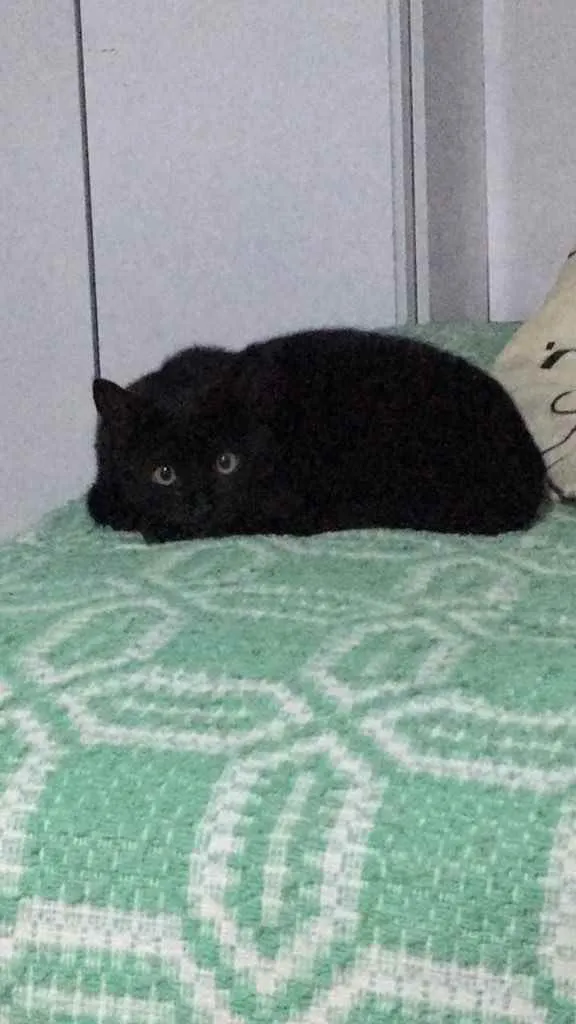 Gato ra a SRD idade 7 a 11 meses nome Sem nome 