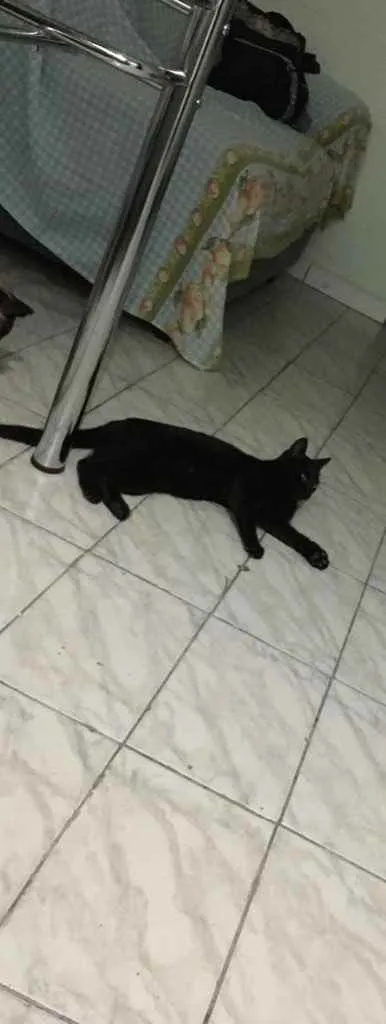 Gato ra a SRD idade 7 a 11 meses nome Sem nome 