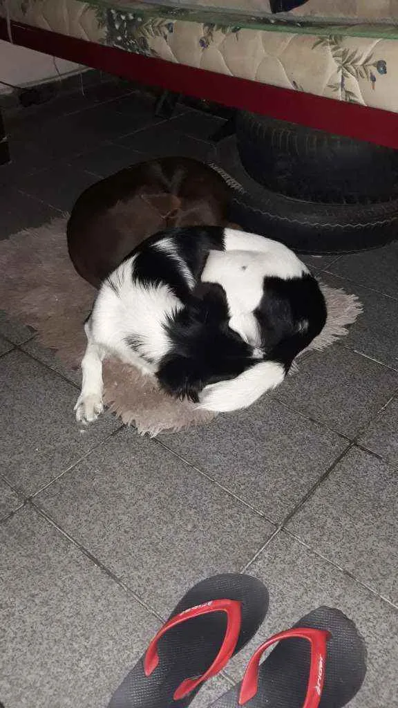Cachorro ra a Raça difinida  idade 1 ano nome Suzy 