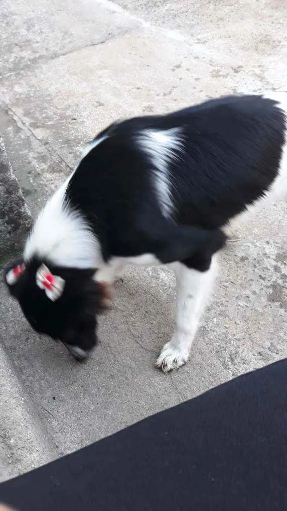 Cachorro ra a Raça difinida  idade 1 ano nome Suzy 
