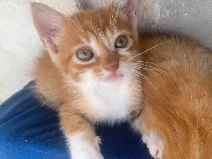 Gato raça sem raça  idade 2 a 6 meses nome sem nome