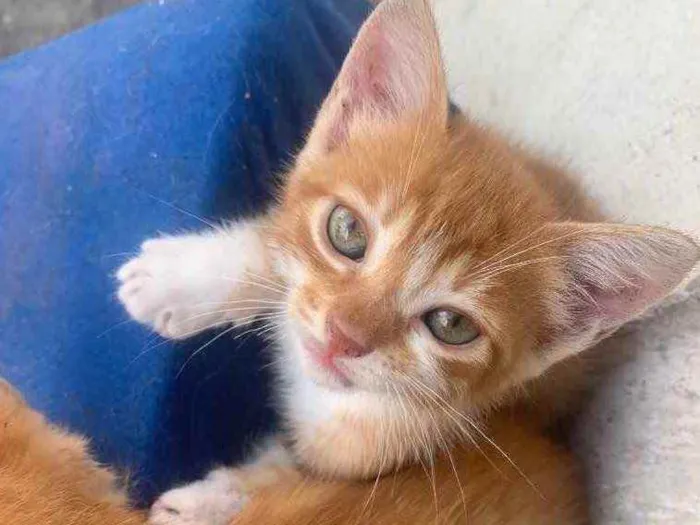 Gato raça sem raça  idade 2 a 6 meses nome sem nome