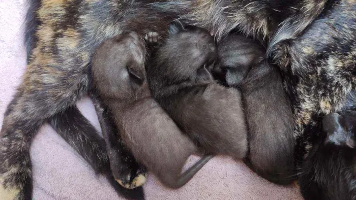 Gato ra a  idade Abaixo de 2 meses nome 6 filhotes
