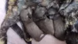 6 filhotes