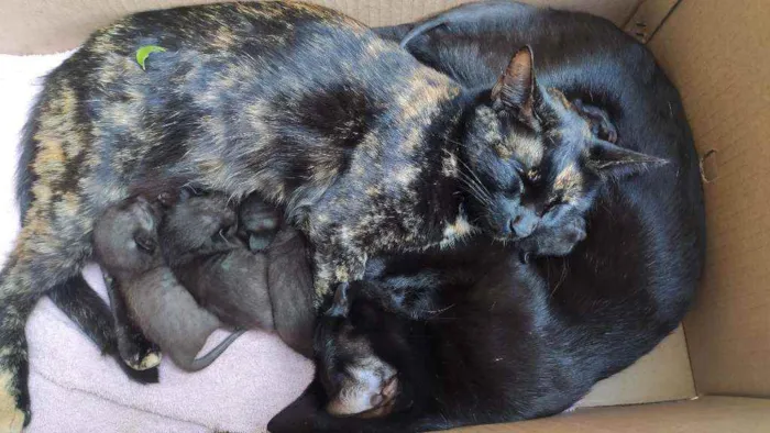 Gato ra a  idade Abaixo de 2 meses nome 6 filhotes
