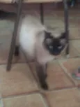 Renê