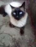 Renê
