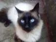 Renê