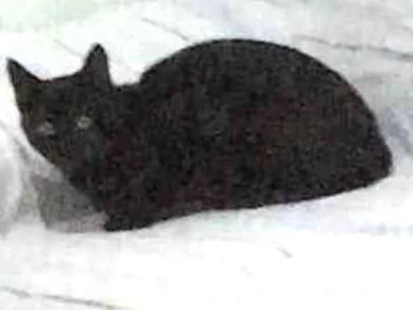 Gato ra a SRD idade 7 a 11 meses nome Sem nome 