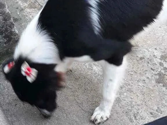 Cachorro ra a Raça difinida  idade 1 ano nome Suzy 