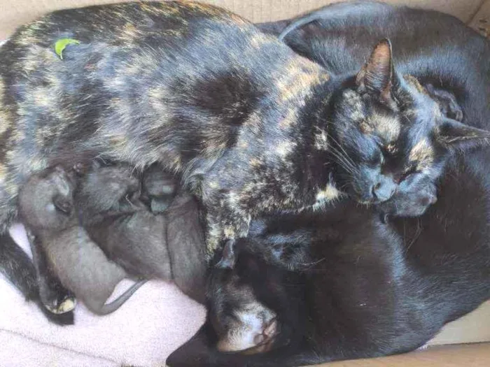 Gato ra a  idade Abaixo de 2 meses nome 6 filhotes