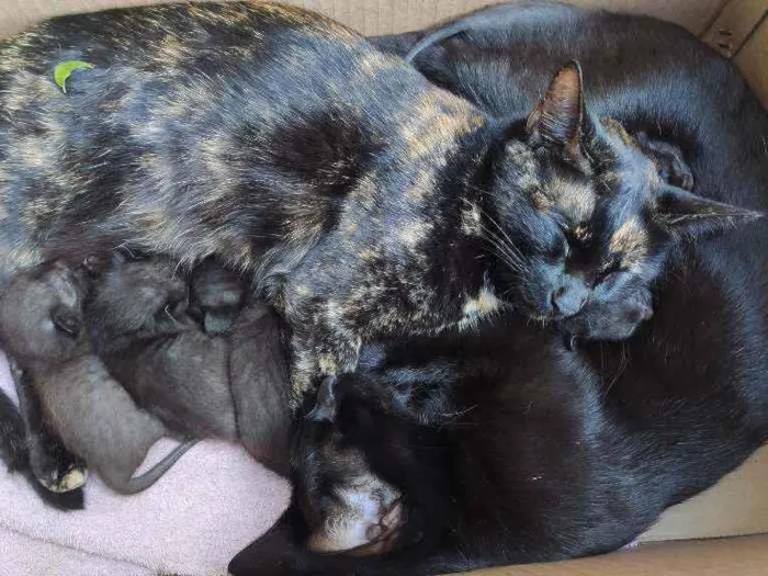 Gato ra a  idade Abaixo de 2 meses nome 6 filhotes
