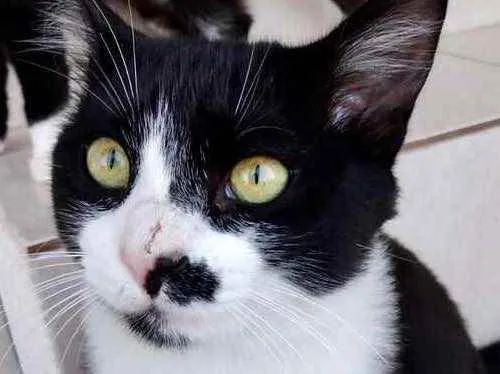 Gato raça Srd idade 7 a 11 meses nome Sushi lindo demais 