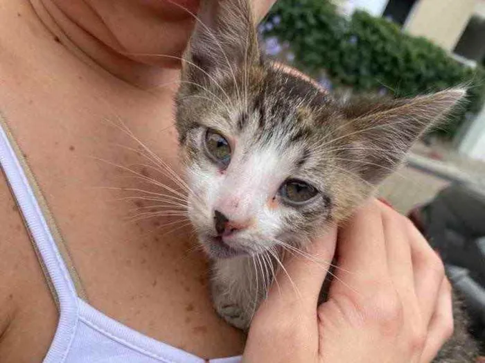 Gato ra a SDR idade Abaixo de 2 meses nome Sem nome