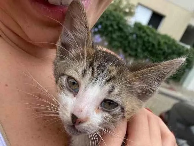 Gato ra a SDR idade Abaixo de 2 meses nome Sem nome