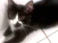 Pablo
