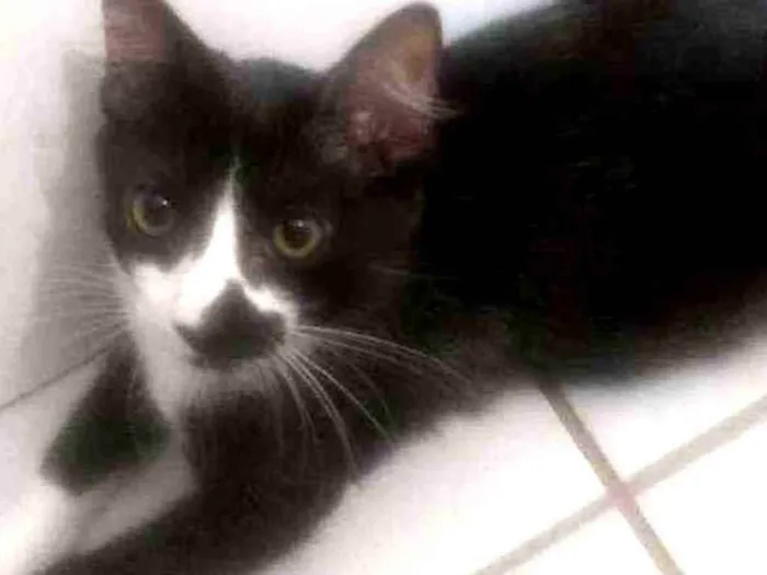 Gato raça Srd idade 2 a 6 meses nome Pablo