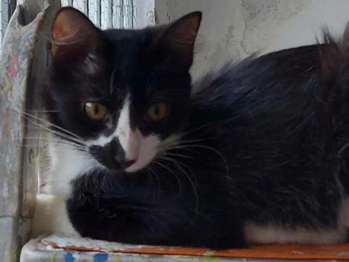 Gato raça Srd idade 2 a 6 meses nome Pablo
