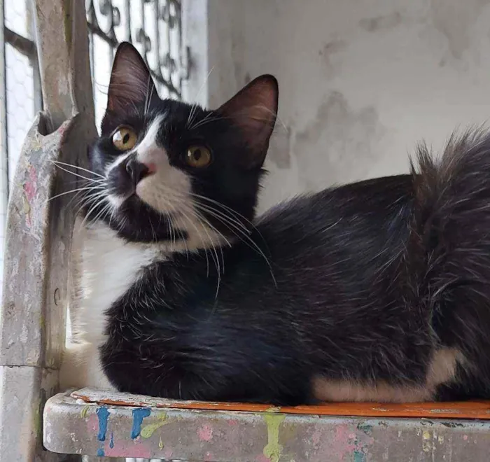 Gato raça Srd idade 2 a 6 meses nome Pablo