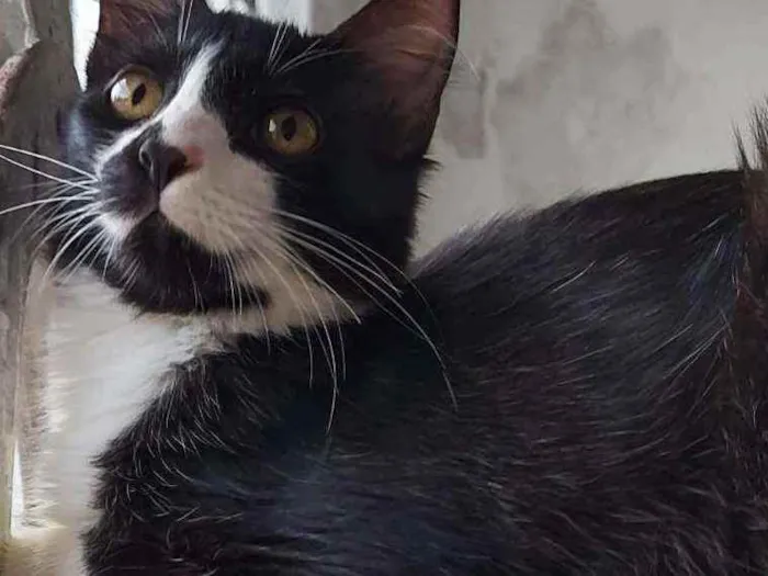 Gato raça Srd idade 2 a 6 meses nome Pablo