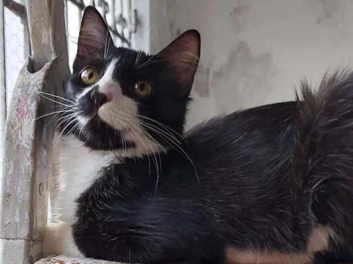 Gato raça Srd idade 2 a 6 meses nome Pablo