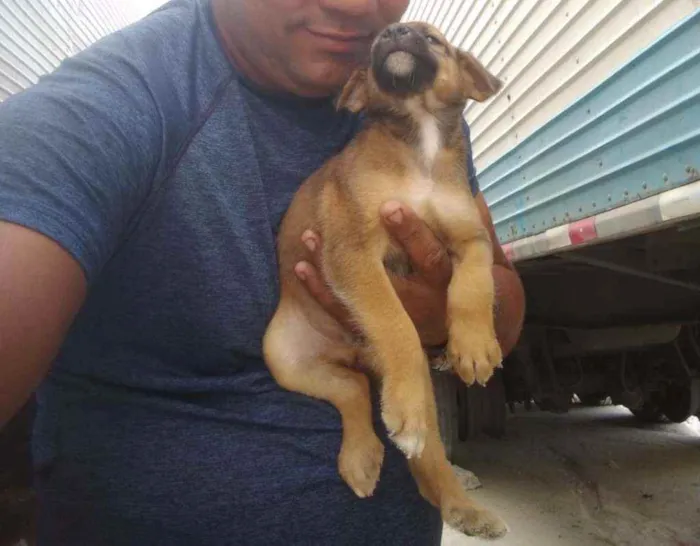 Cachorro ra a Vira latas idade 2 a 6 meses nome Vira latas