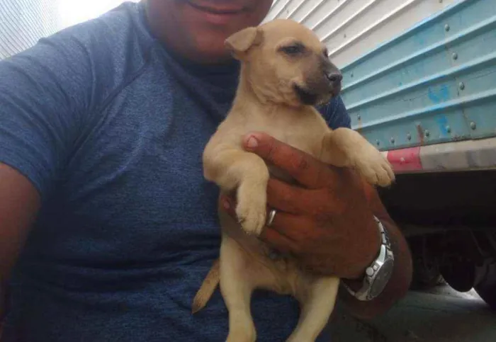 Cachorro ra a Vira latas idade 2 a 6 meses nome Vira latas