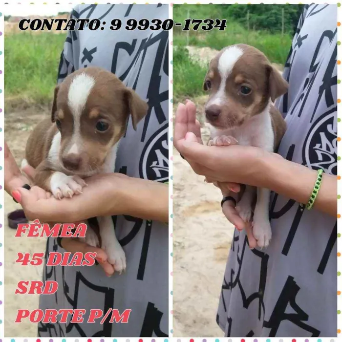 Cachorro ra a Srd idade Abaixo de 2 meses nome Belinha