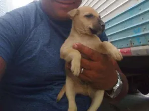 Cachorro raça Vira latas idade 2 a 6 meses nome Vira latas