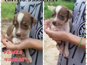 Cachorro raça Srd idade Abaixo de 2 meses nome Belinha