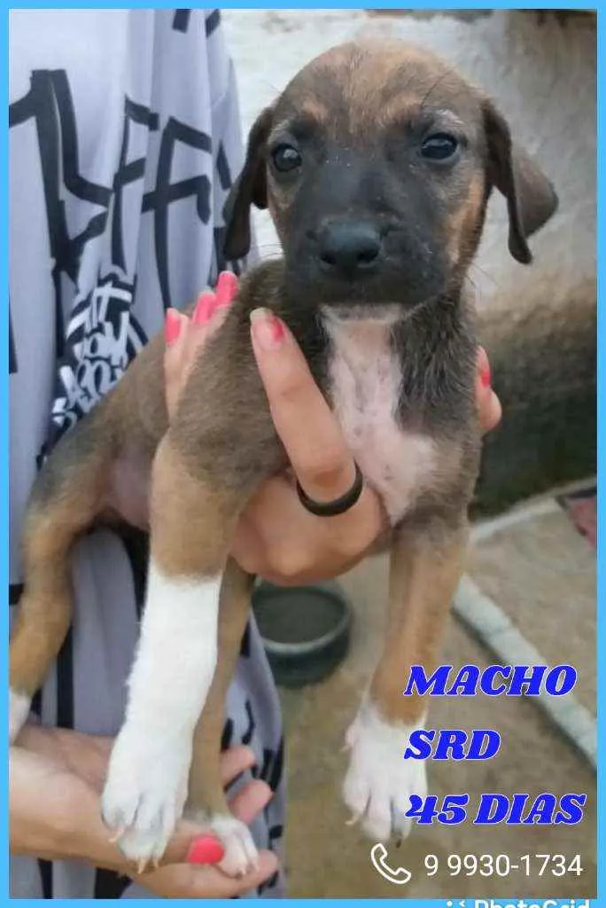 Cachorro ra a Srd idade Abaixo de 2 meses nome Pingo