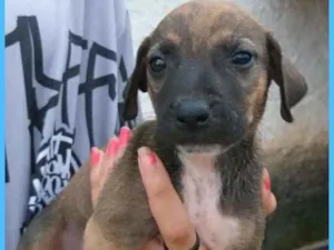 Cachorro raça Srd idade Abaixo de 2 meses nome Pingo