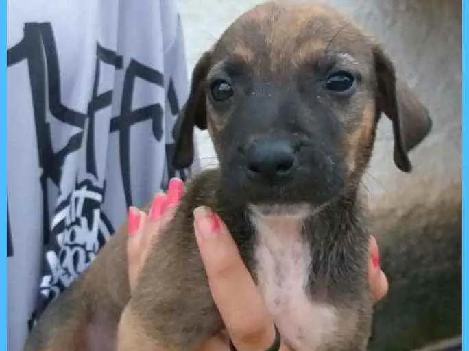 Cachorro ra a Srd idade Abaixo de 2 meses nome Pingo