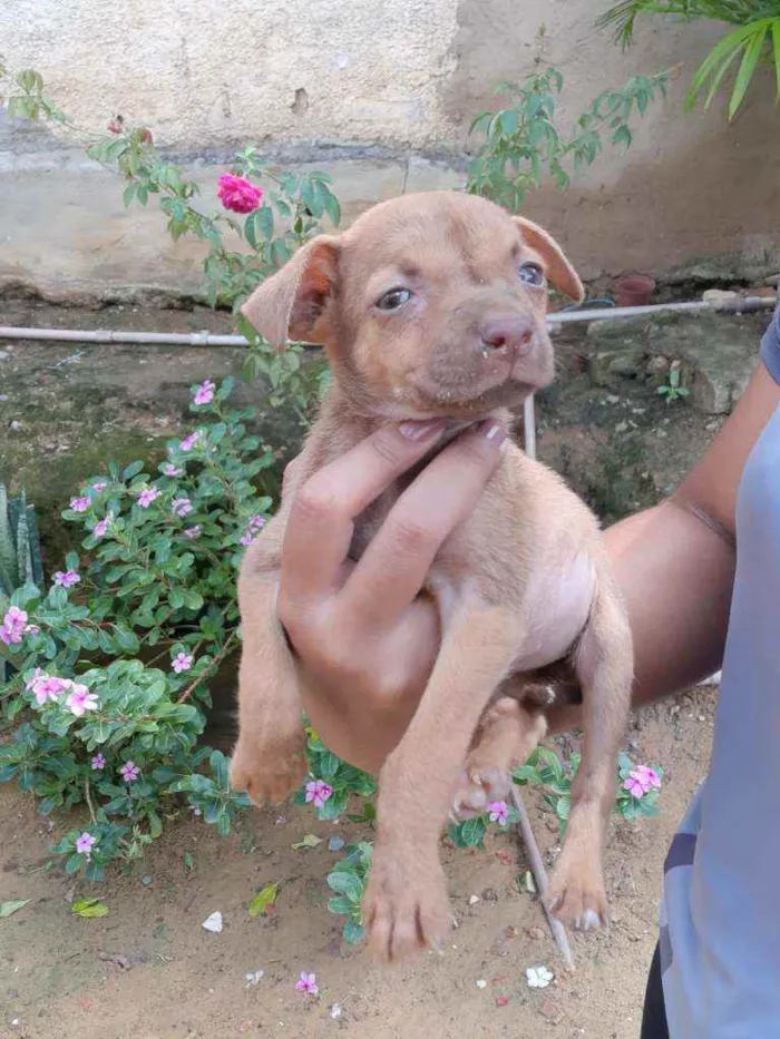 Cachorro ra a Srd idade Abaixo de 2 meses nome Sky