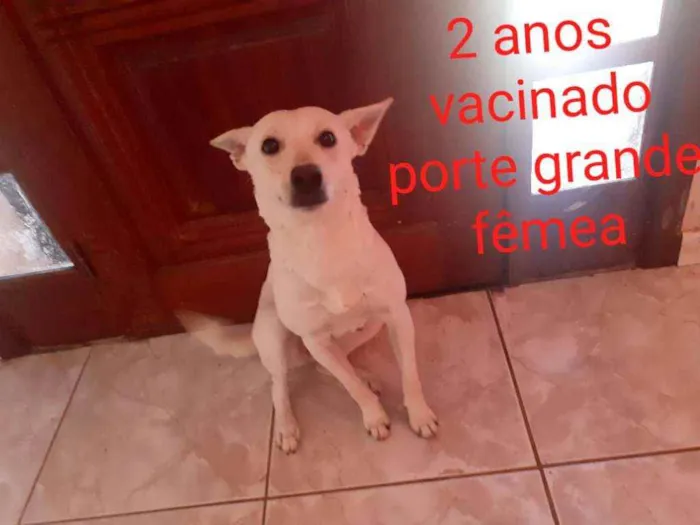 Cachorro ra a Vira lata  idade 2 anos nome Sofhia