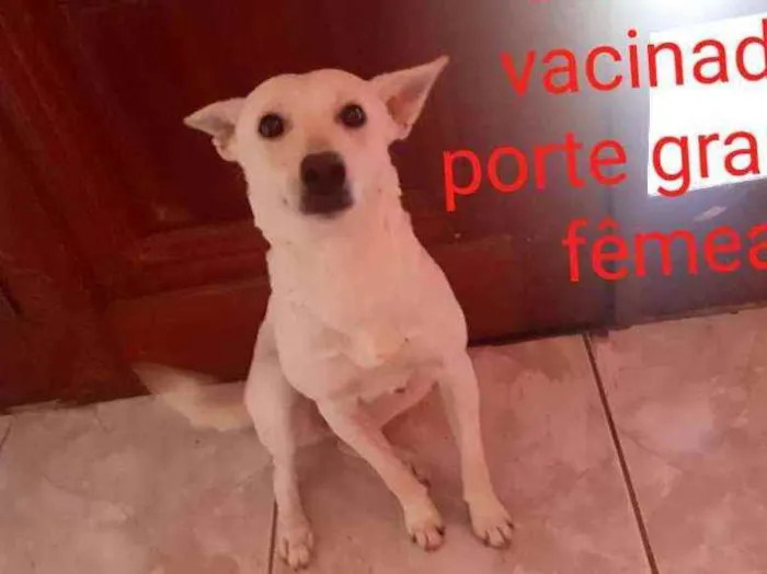 Cachorro ra a Vira lata  idade 2 anos nome Sofhia