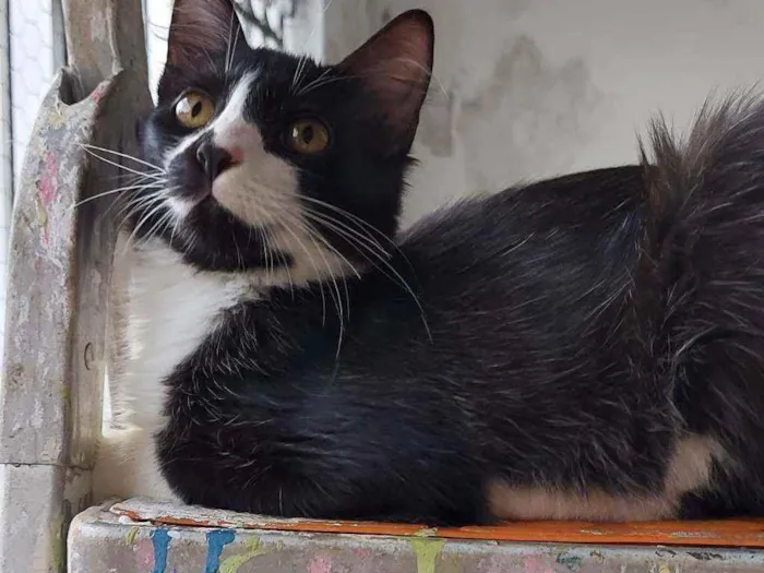 Gato raça Srd idade 2 a 6 meses nome Pablo