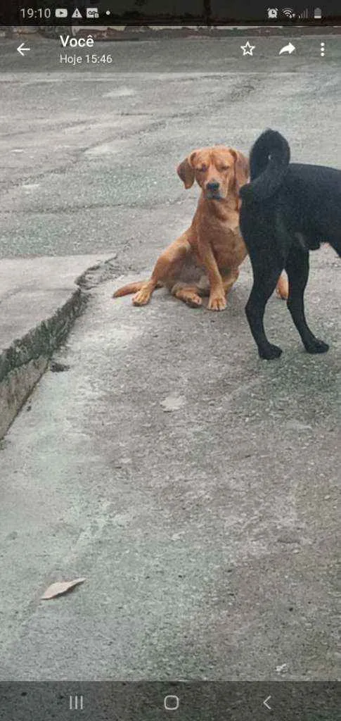 Cachorro ra a Perdigueiro português idade 1 ano nome Beethoven 