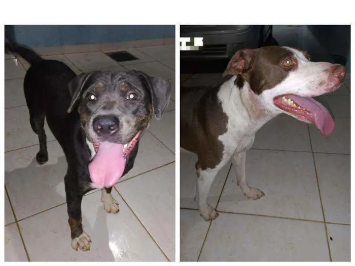 Cachorro ra a Pitbull idade 5 anos nome Zeus e Clark