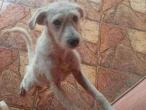 Cachorro ra a Pudor com pinscher idade 7 a 11 meses nome Salomaozinbo